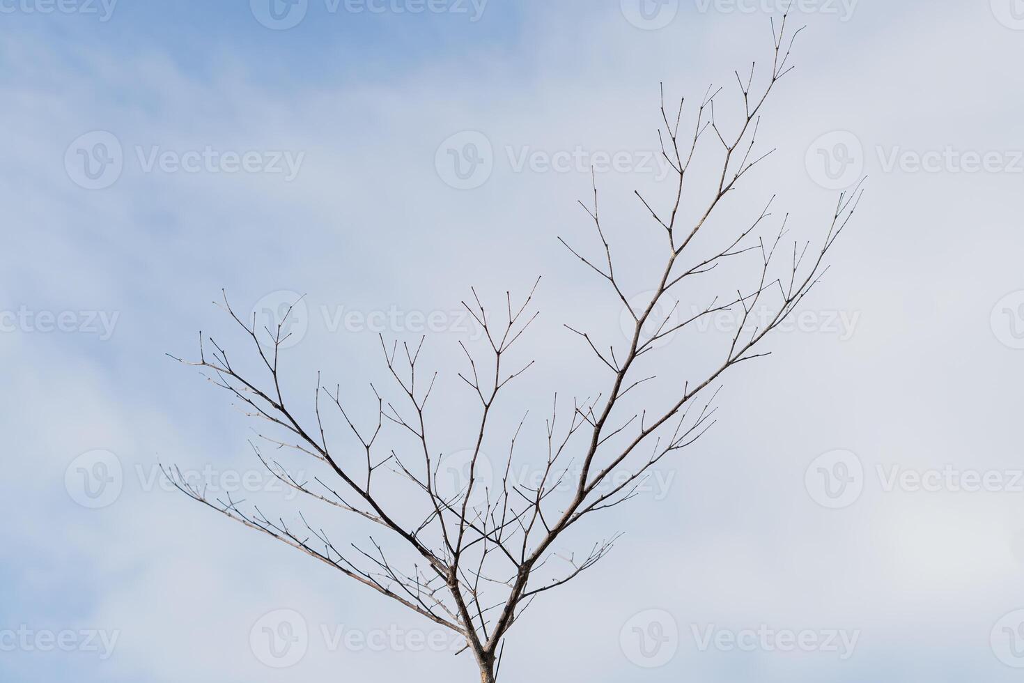 A tree with no leaves in the sky photo