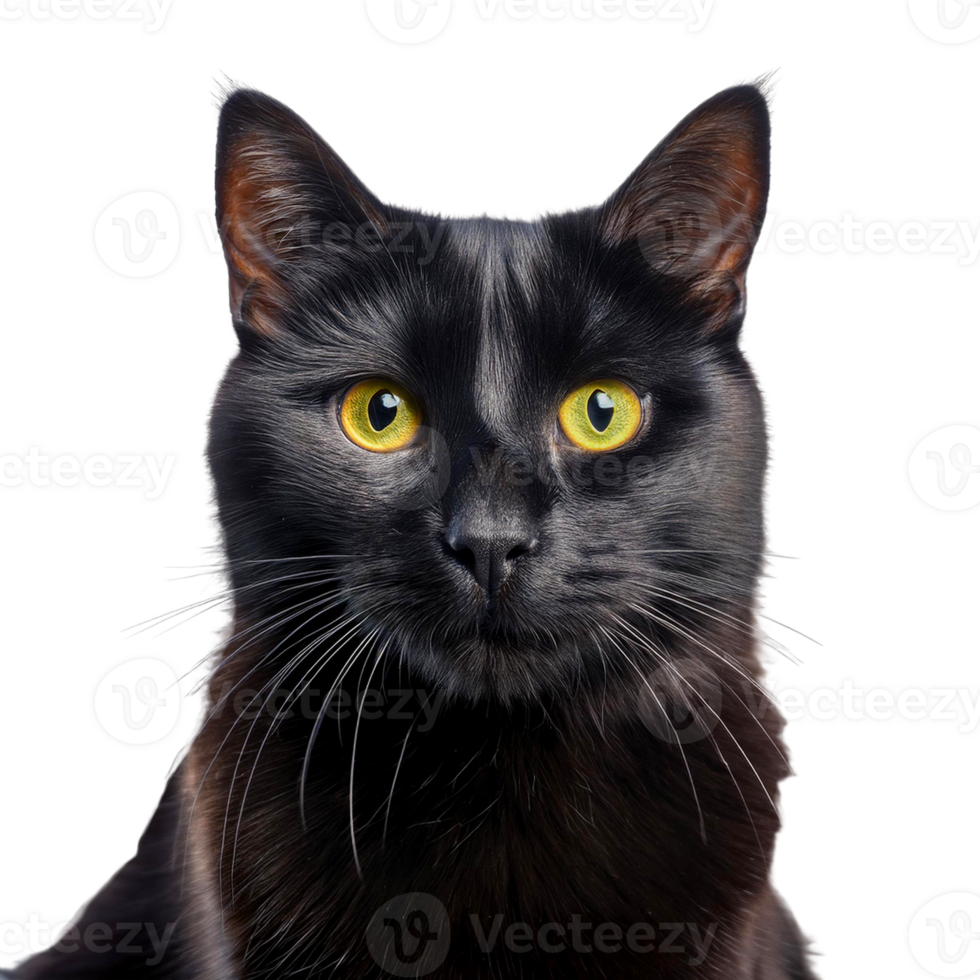 black cat isolated png
