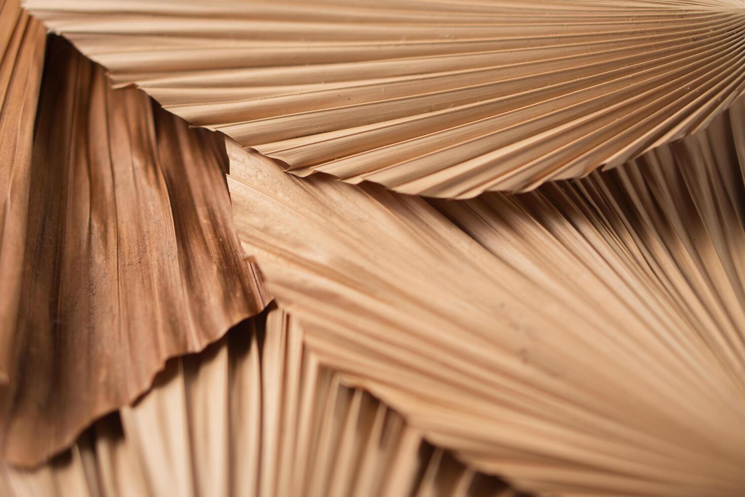 Close-Up of Dried Palm Leaves Textures photo