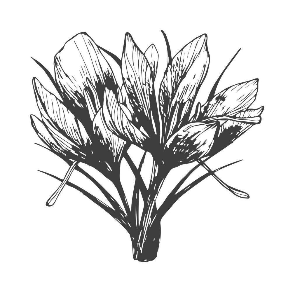 Saffron crocus flower and dried spice. Hand drawn ink sketch in isolated. Vintage style. vector