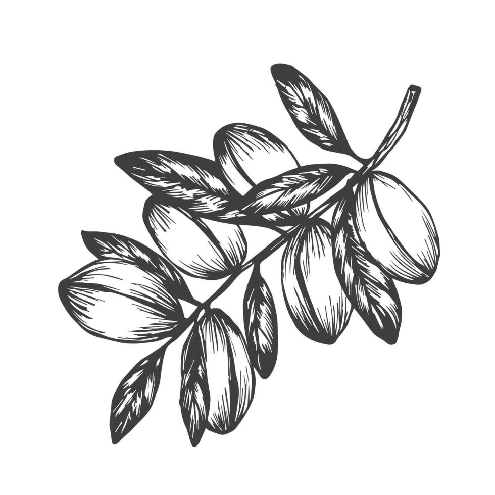 Argan plant hand drawn illustration. Set with Argan tree engraved with argania leaves, fruits. Cosmetics ingredient, argan oil, harvest, tree Berbers and Arabs. For label, print, design, logo vector