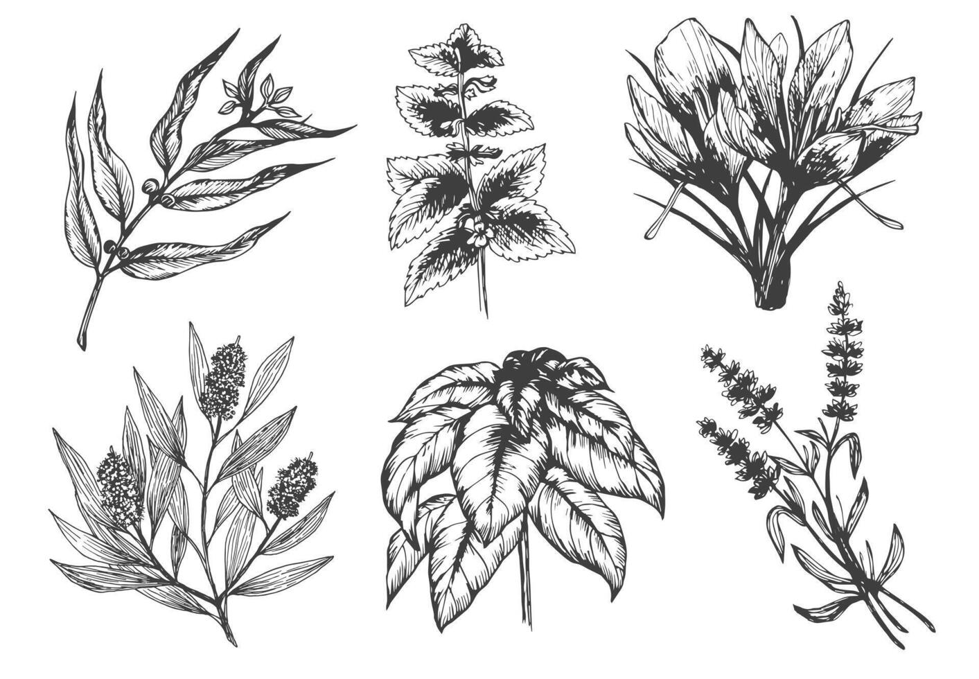 Herbs set. Ink sketch isolated on white background. Hand drawn illustration of eucalyptus, melissa, shaffron, tea tree, basil and lavender. vector