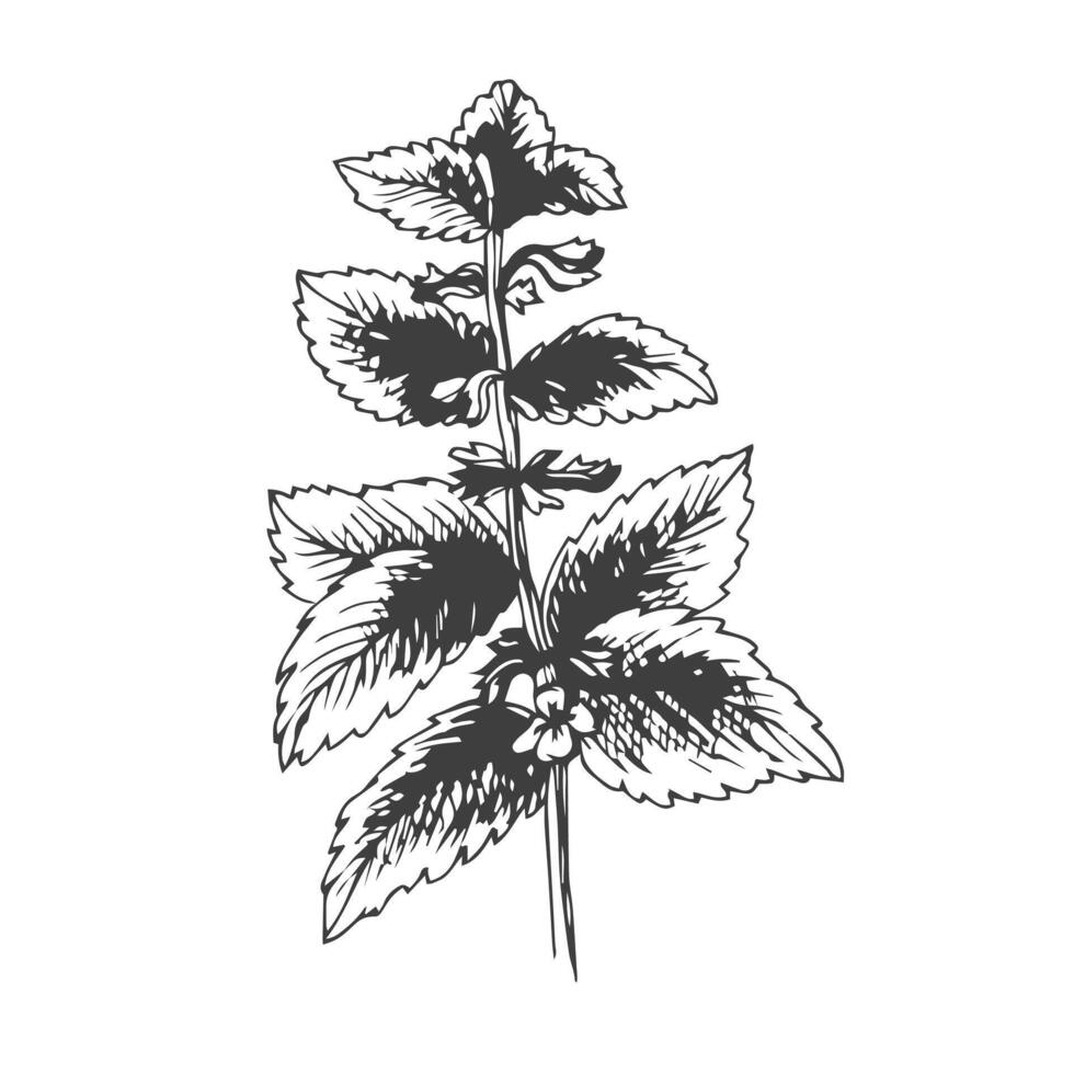 Lemon balm illustration, drawing, engraving, ink, line art, . Melissa ink sketch vector