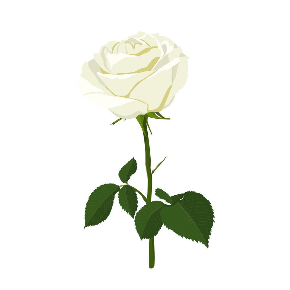 image of a white blooming rose. Garden white flower on a stem with buds and leaves. vector