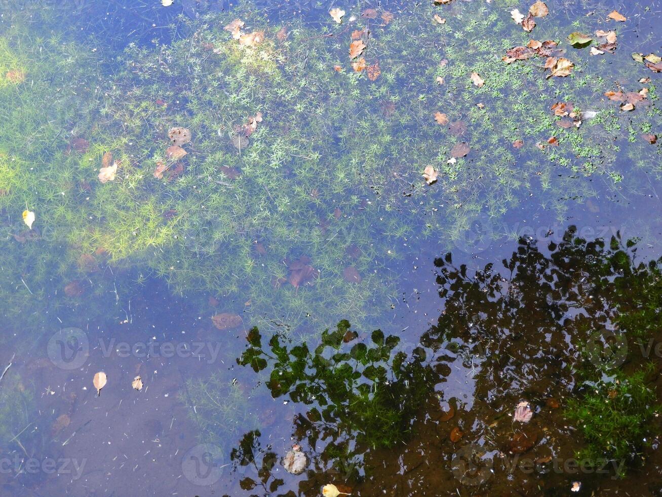 green life over and under water photo