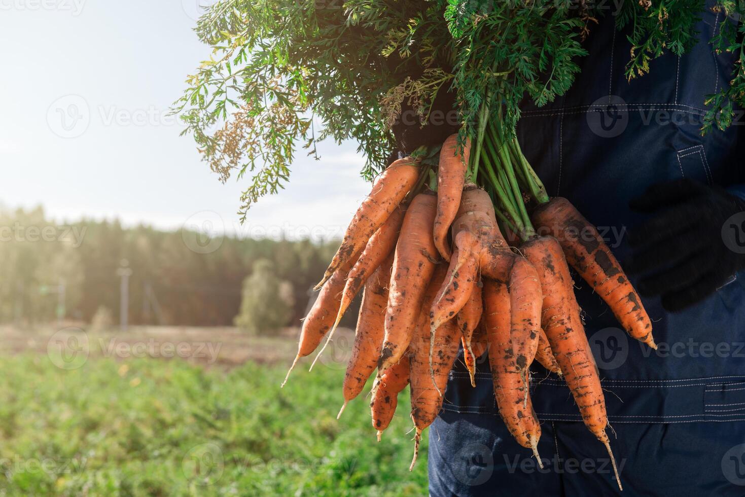 Farmer hands in gloves holding bunch of carrot photo