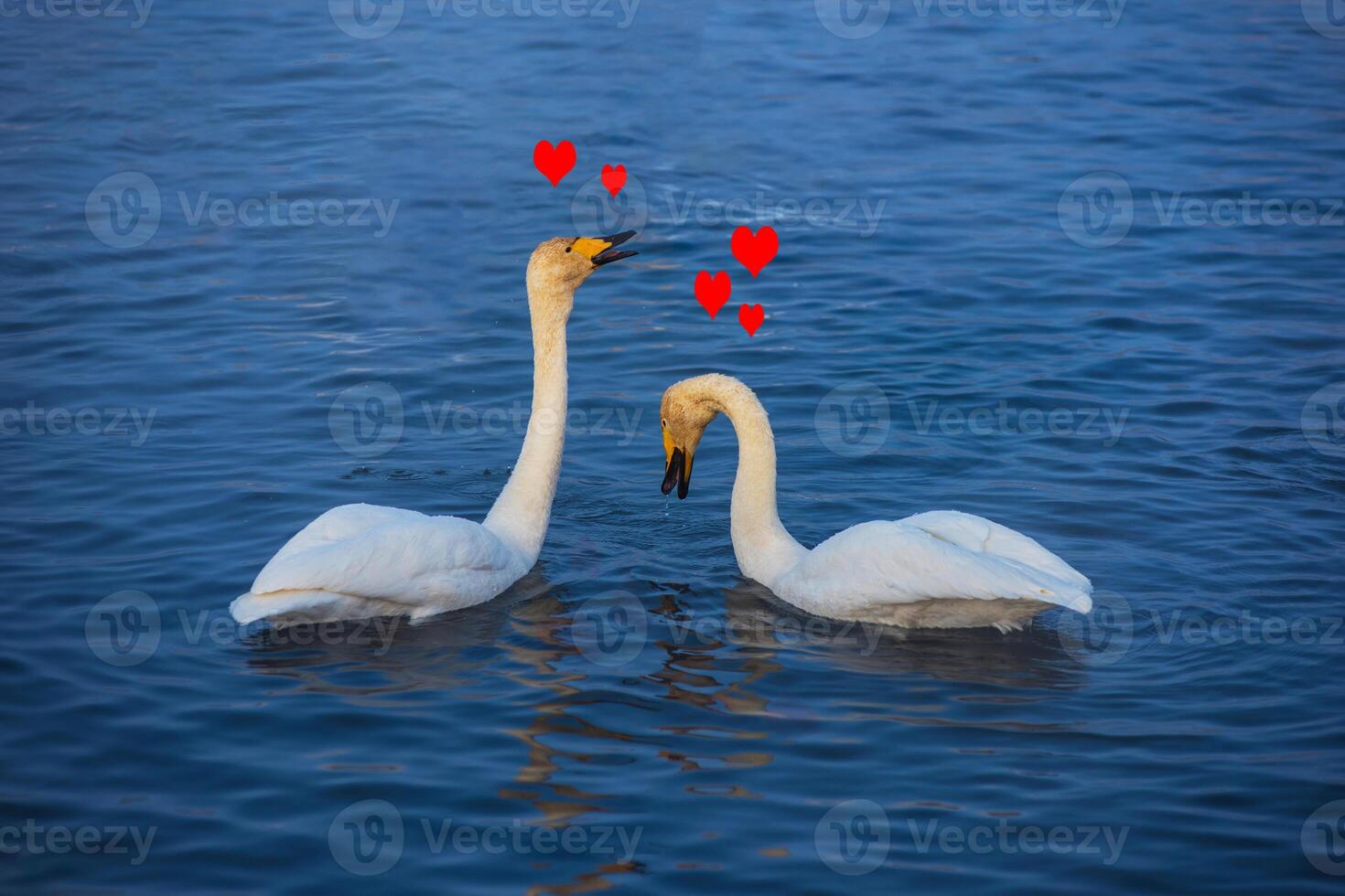 Beautiful white whooping swans photo