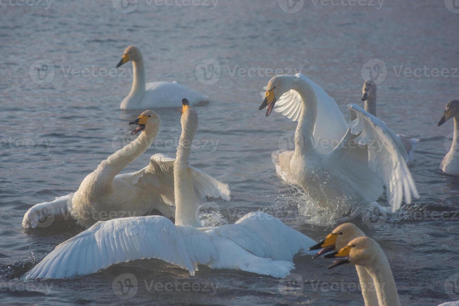 Fighting white whooping swans photo