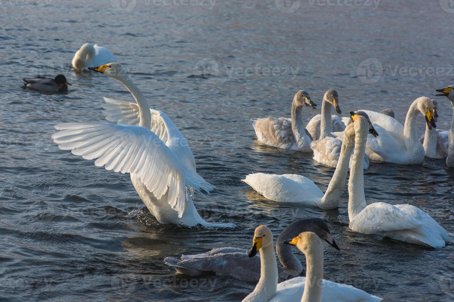 Fighting white whooping swans photo