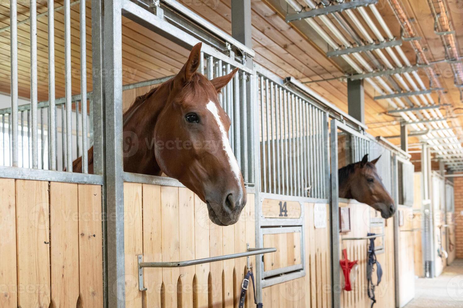 Horse standing in a stall in the modern stable. photo