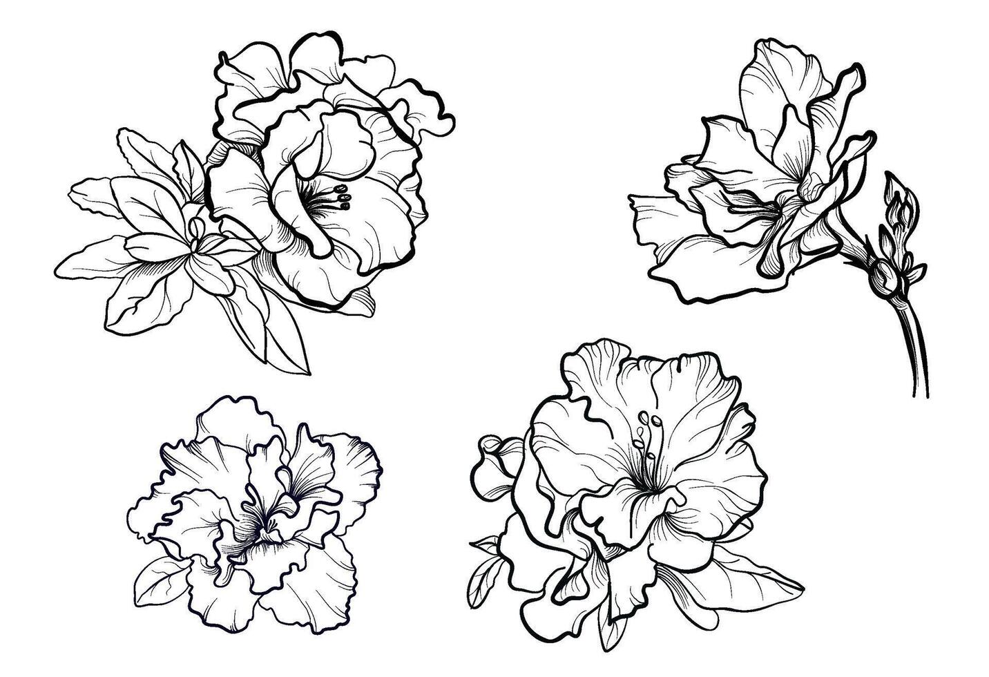 a set of hand-drawn blooming azalea flowers illustration vector