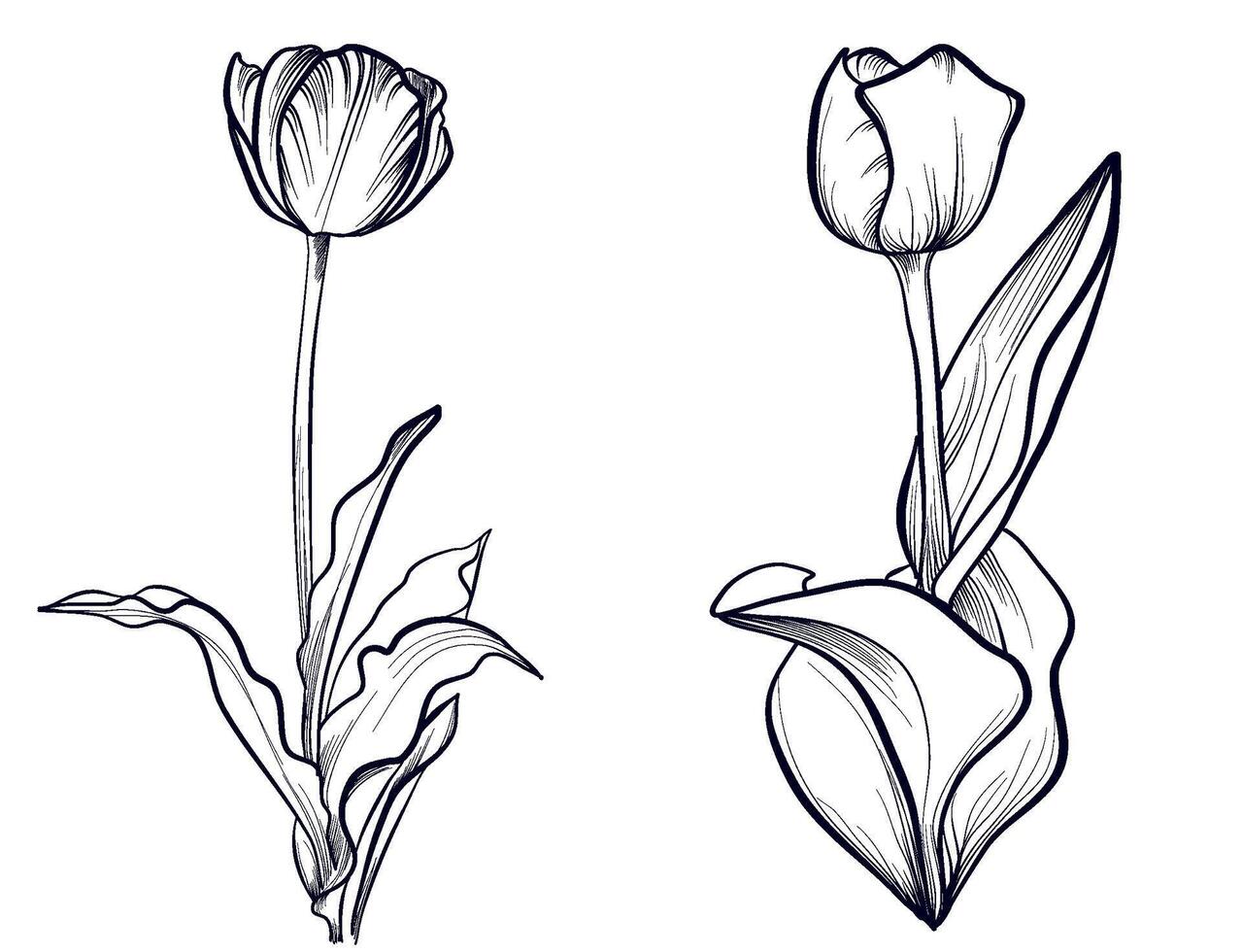 set of black and white hand-drawn drawings of tulip flowers vector