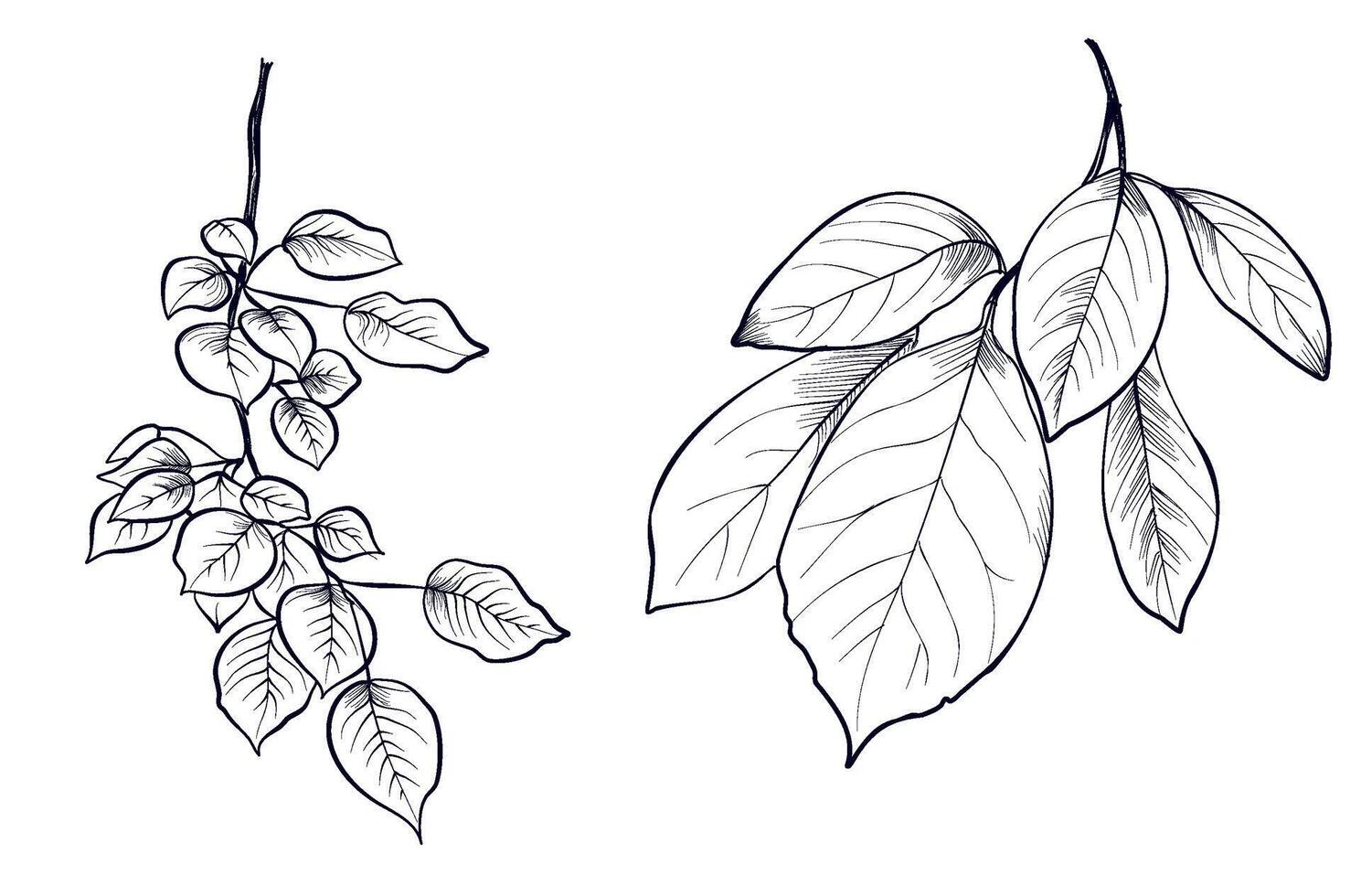 a set of hand-drawn aspen tree branches illustration vector