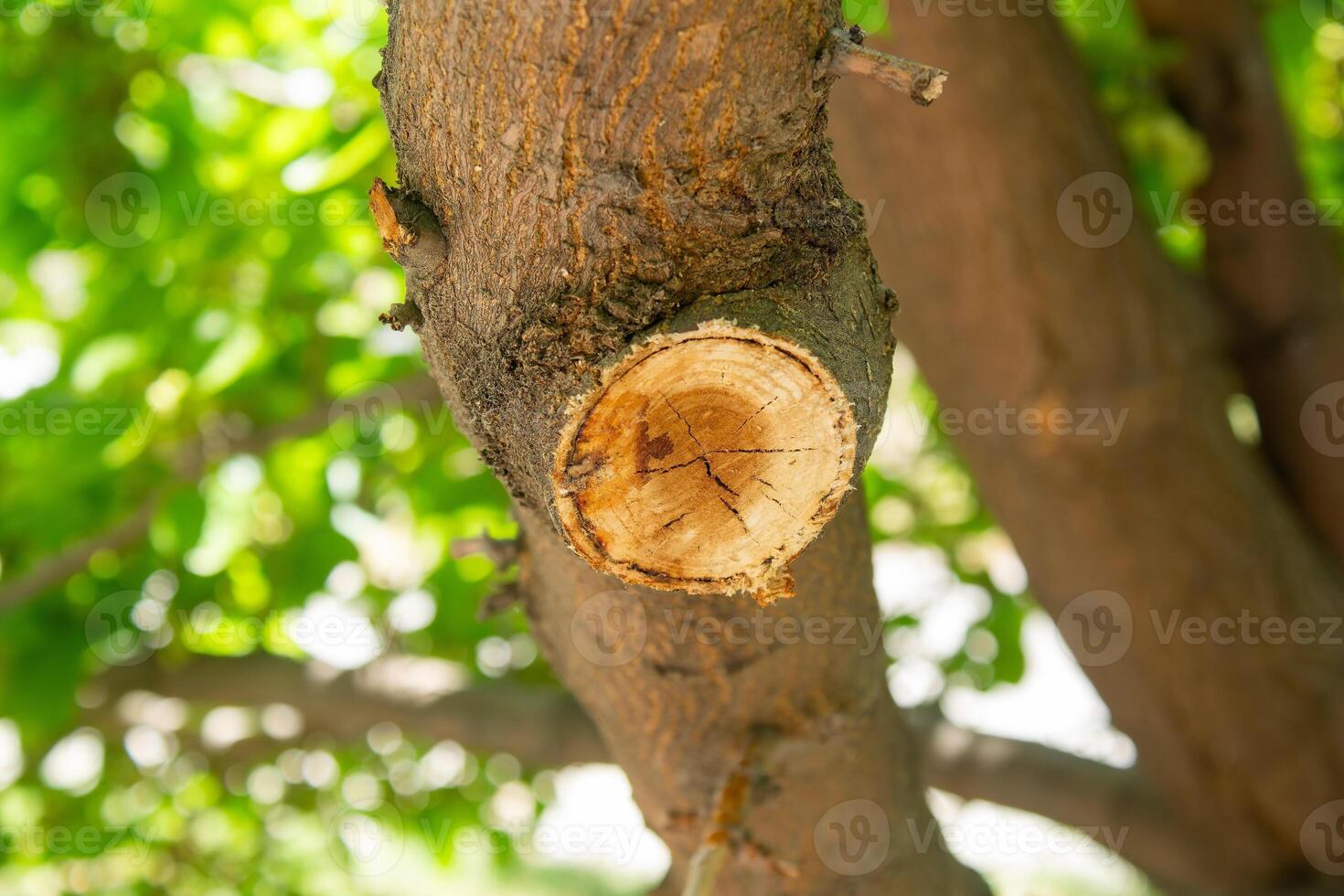 A close up of a tree with a hole in it photo