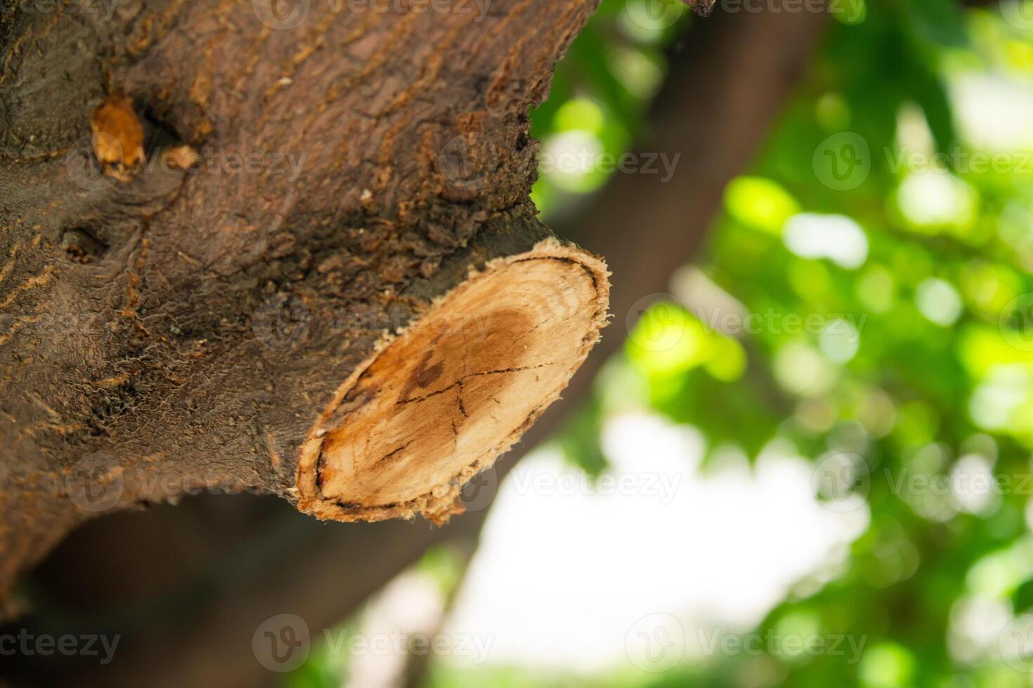 A tree with a cut in the bark photo