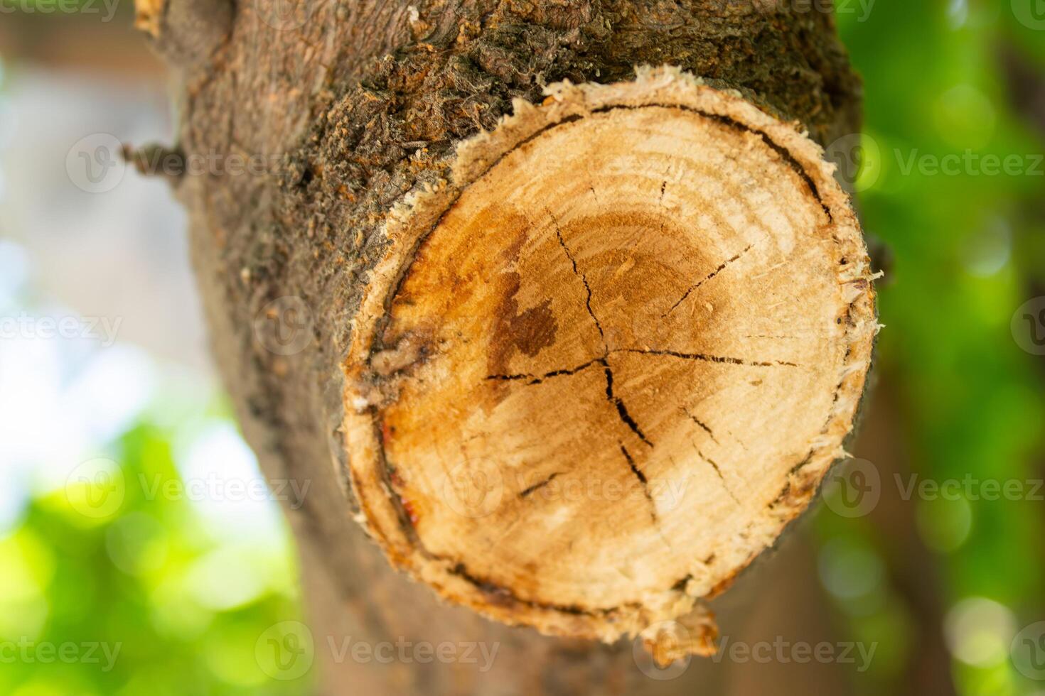 A tree stump with a cut in it photo