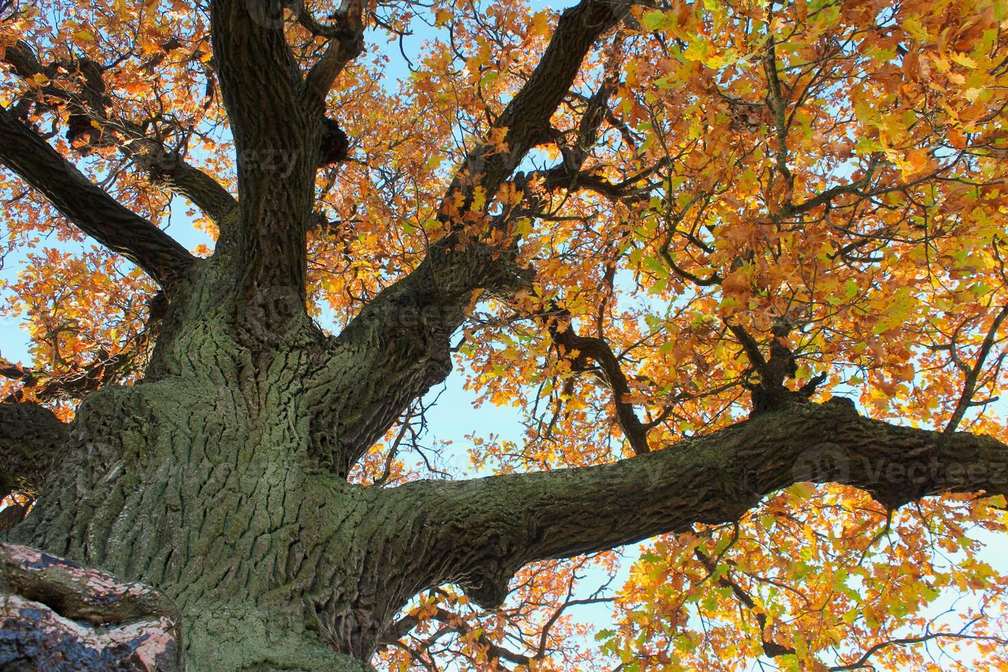 an oak tree with a large crown in autumn. of natural monuments, caring for nature. Golden autumn photo