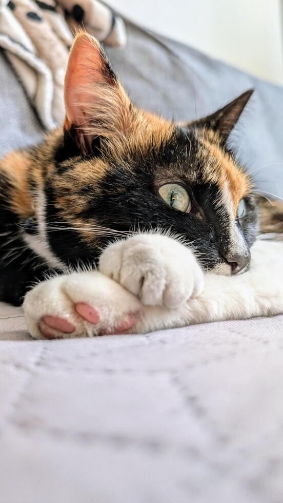 Portrait of cute three coloured cat sleeping on the bed, pets, animals and wildlife photo