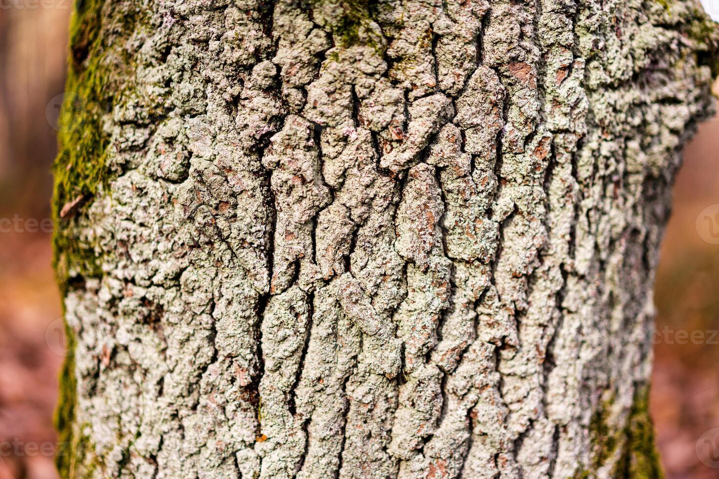close-up of the tree trunk with beautiful texture and moss on the side photo