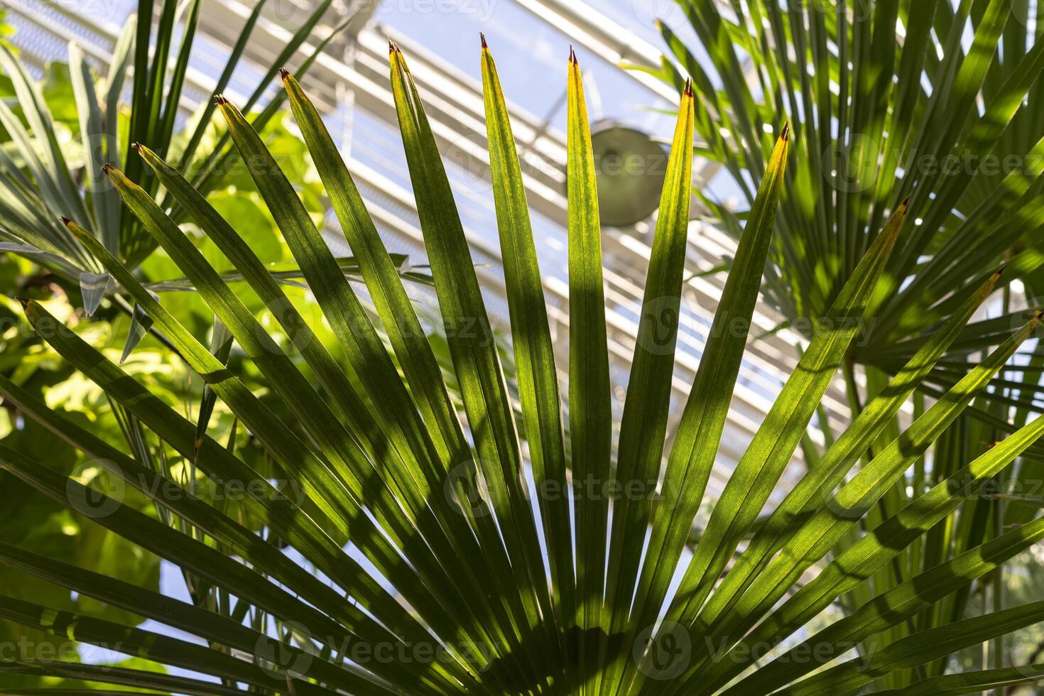 BIOPHILIC trend. Tropical leaves with dry tips in a winter garden photo