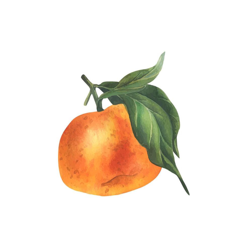 Orange tangerine with green branch and leaves, citrus tropical fruit. Watercolor illustration, hand drawn. Isolated object on a white background. vector
