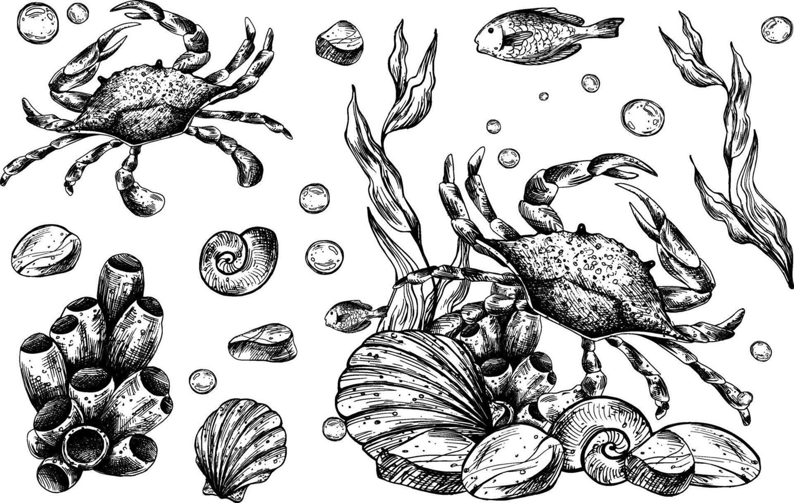Underwater world clipart with sea animals crab, shells, coral and algae. Graphic illustration hand drawn in black ink. Set of isolated objects EPS . vector