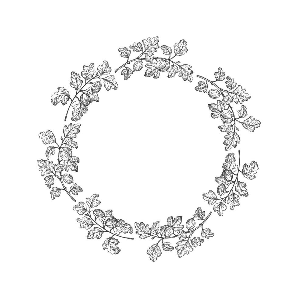 Frame with Gooseberry for text. Hand drawn engraved ink background with berry harvest, branches and fruits of sweet gooseberries. Design for label, paper, card, wrapping, logo vector