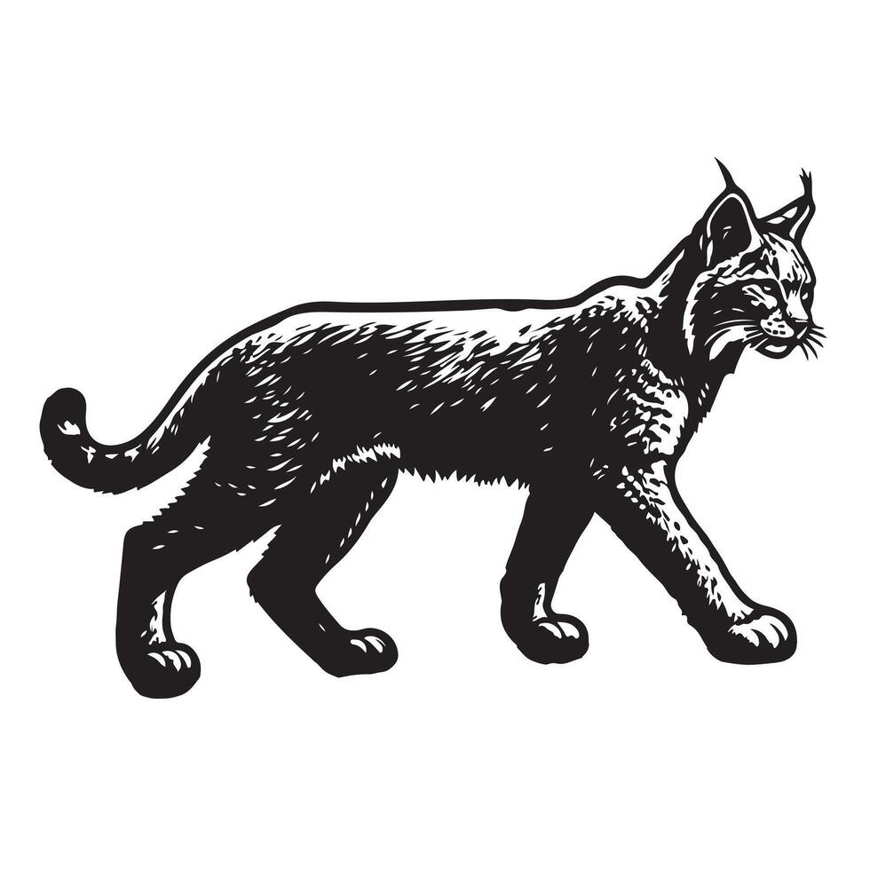 bobcat silhouette on white background vector
