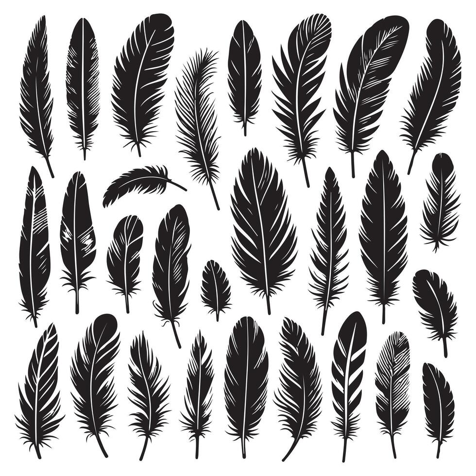 bird feather, collection silhouette on a white background vector