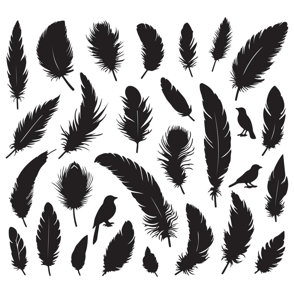 bird feather, collection silhouette on a white background vector