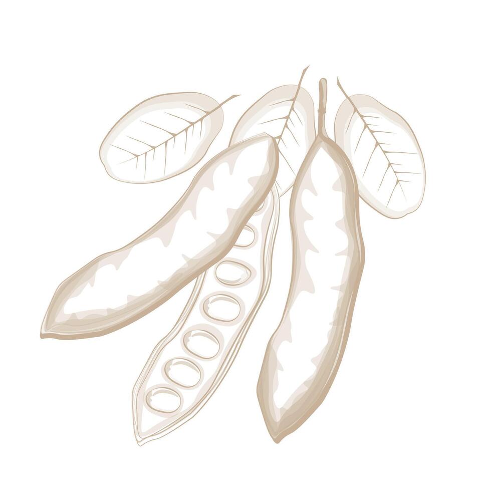 Illustration Logo Line art Superfood Carob Pods vector