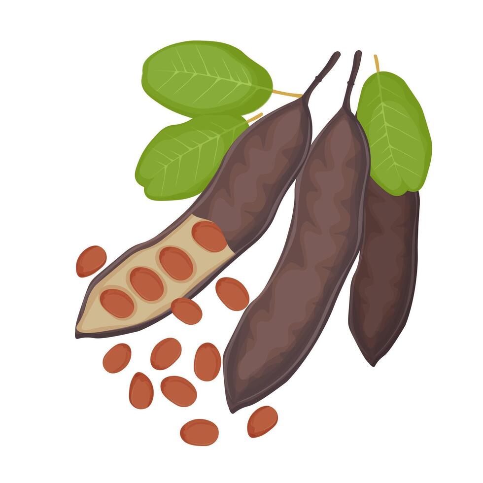 Illustration Logo Clip art Carob Pods with Seeds vector
