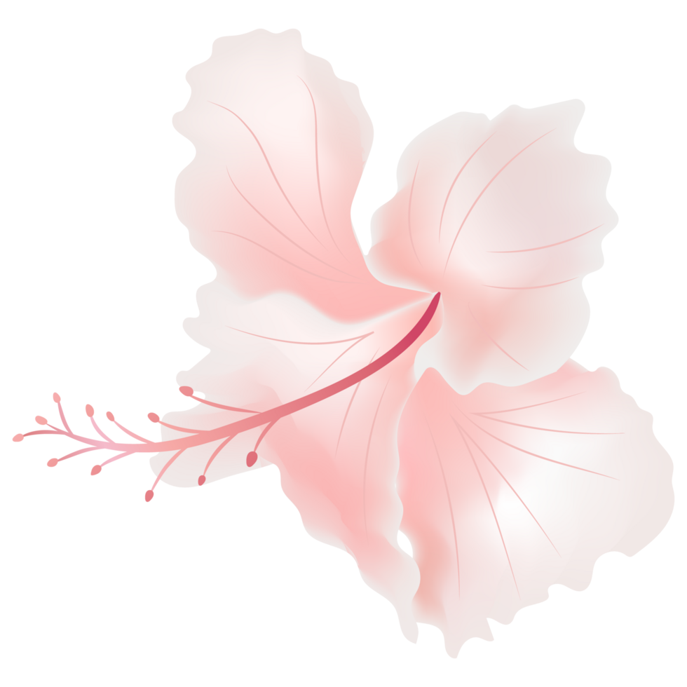 Hibiscus flower in pink isolated on background png