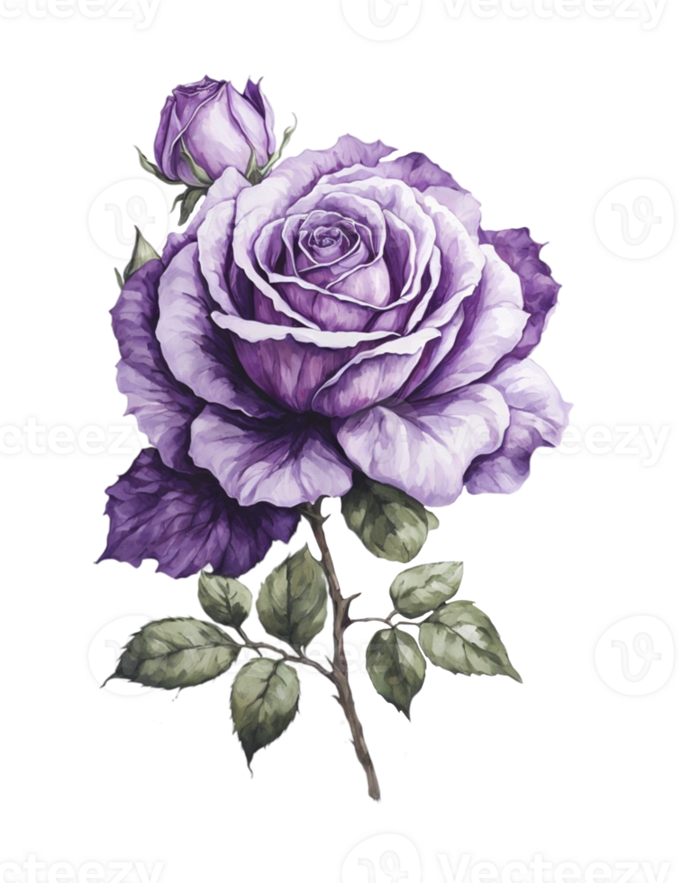Watercolor purple rose flower clipart. png