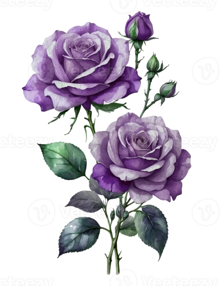 Beautiful Watercolor purple roses transparent background. png