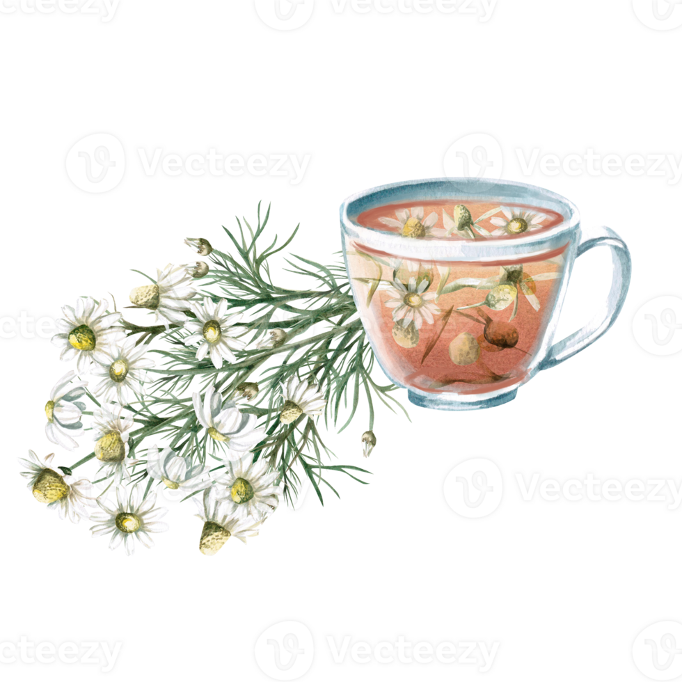 Composition of a cup of chamomile tea and a bouquet. Isolated watercolor illustration for the design of tea shops, phytoblogs, pharmacies, packaging png