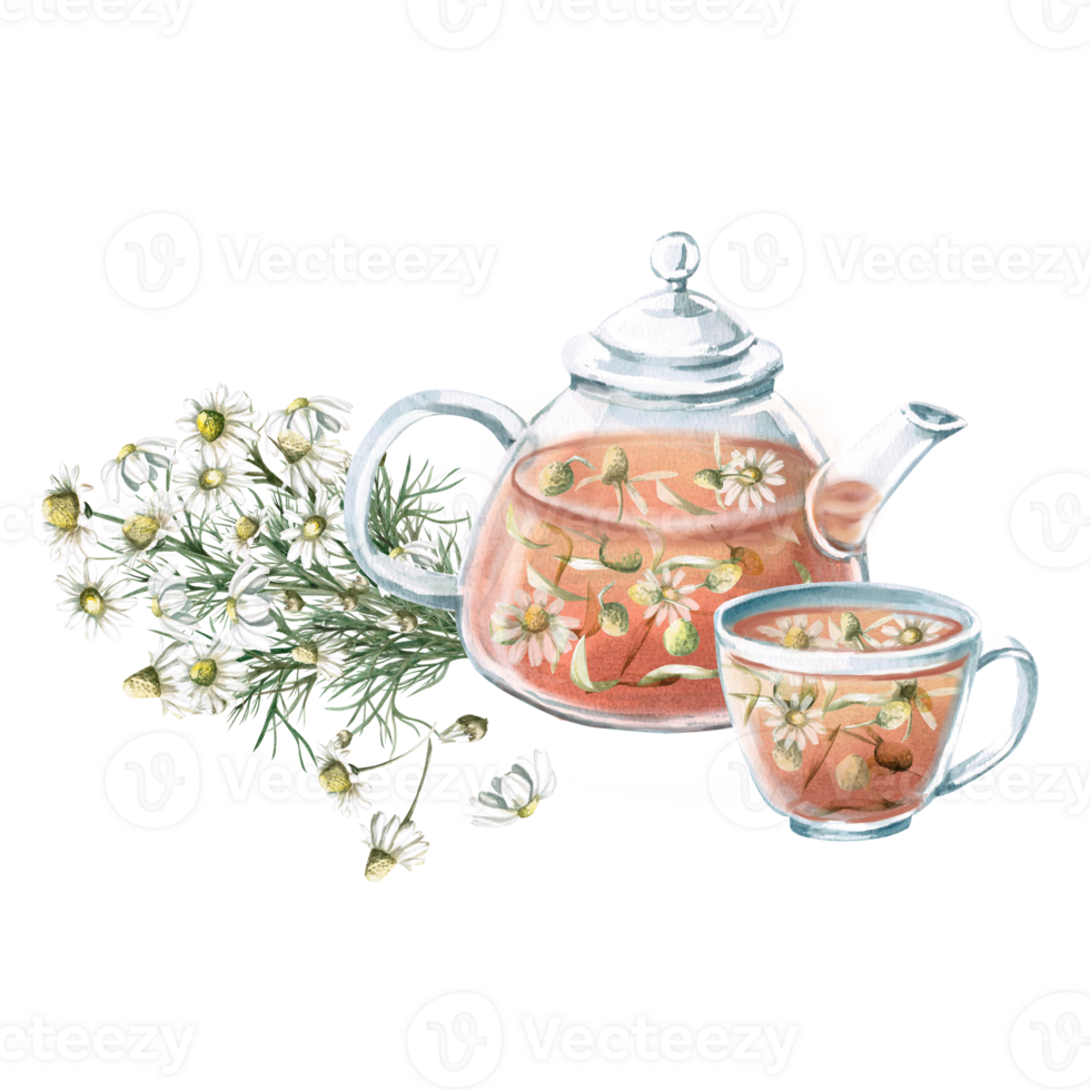 Composition of transparent teapot and cup with tea with bouquet of medicinal chamomile. Isolated watercolor illustration for design of tea shops, phytoblogs, pharmacies, packaging png