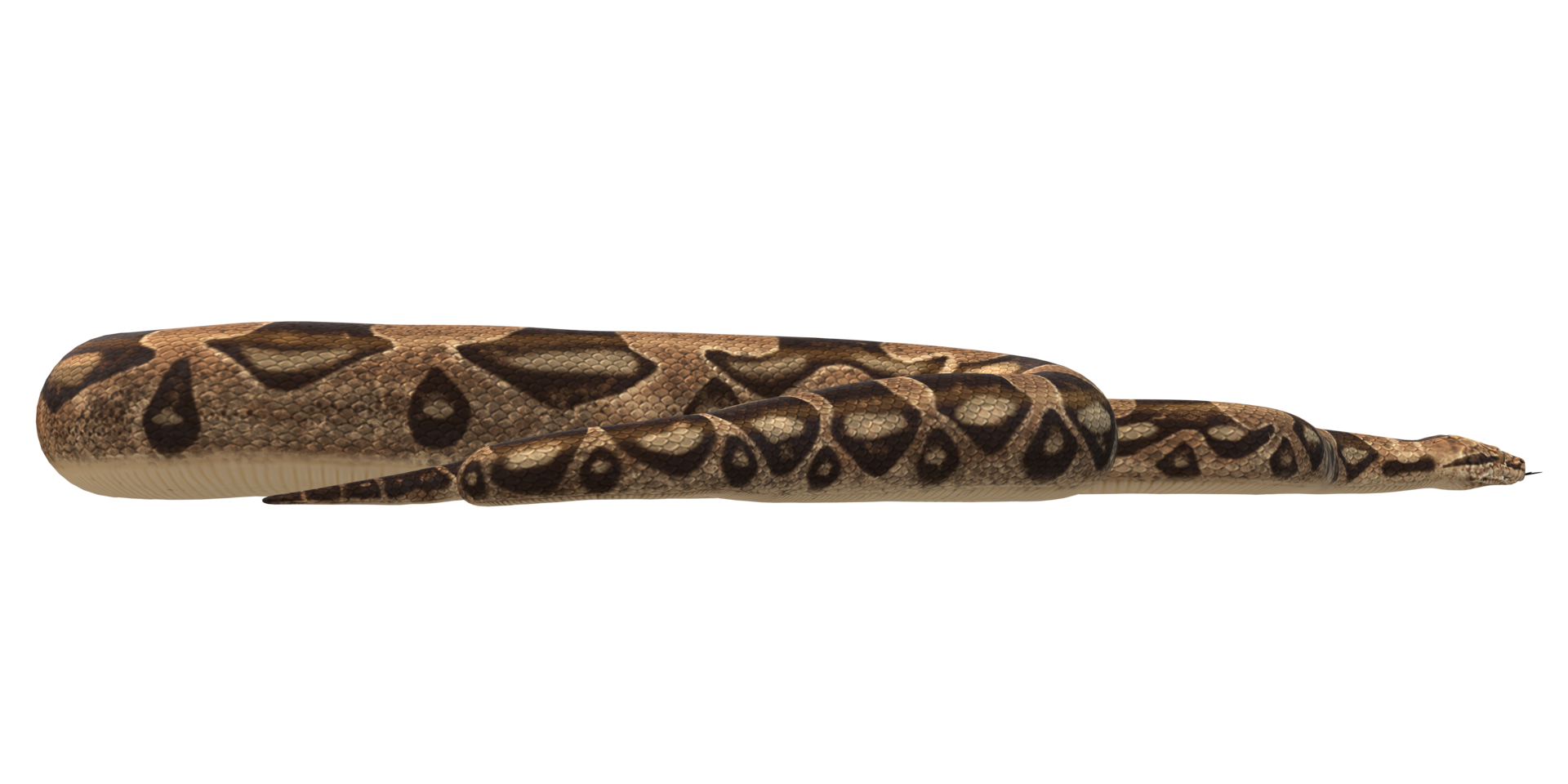 Reptile Snake isolated on a Transparent Background png