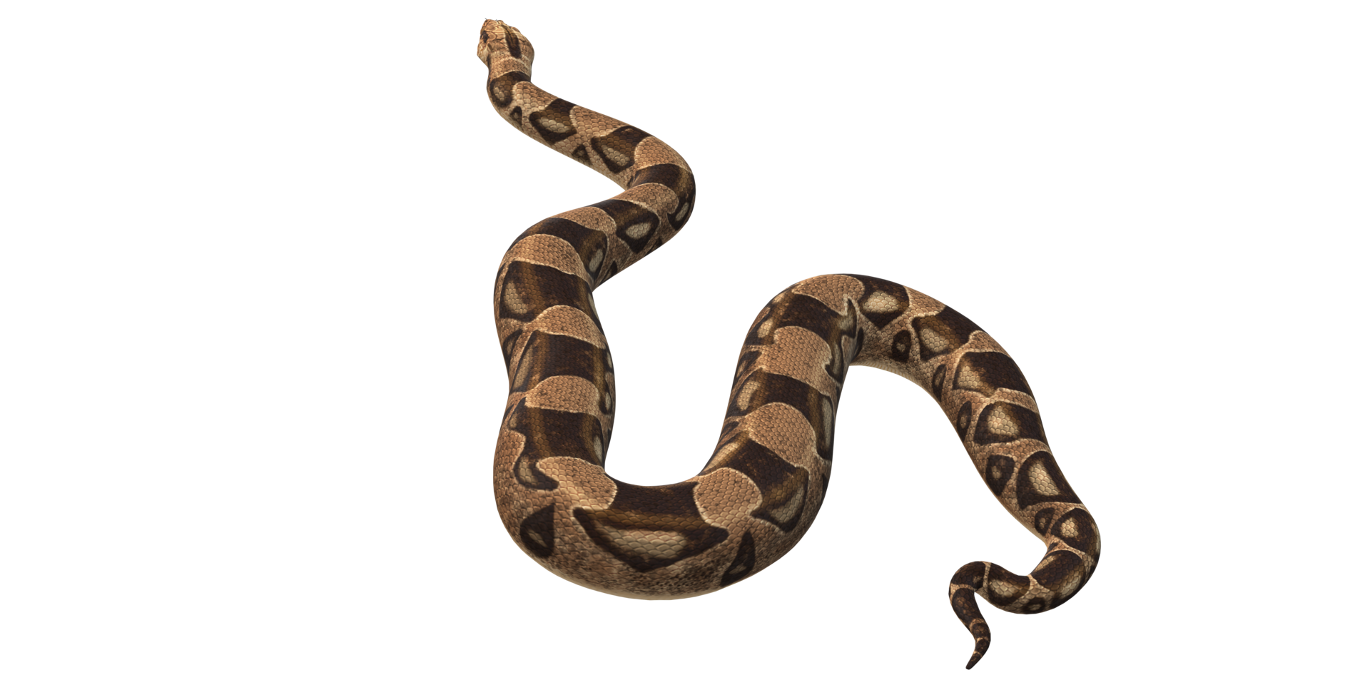 Dangerous Snake isolated on a Transparent Background png