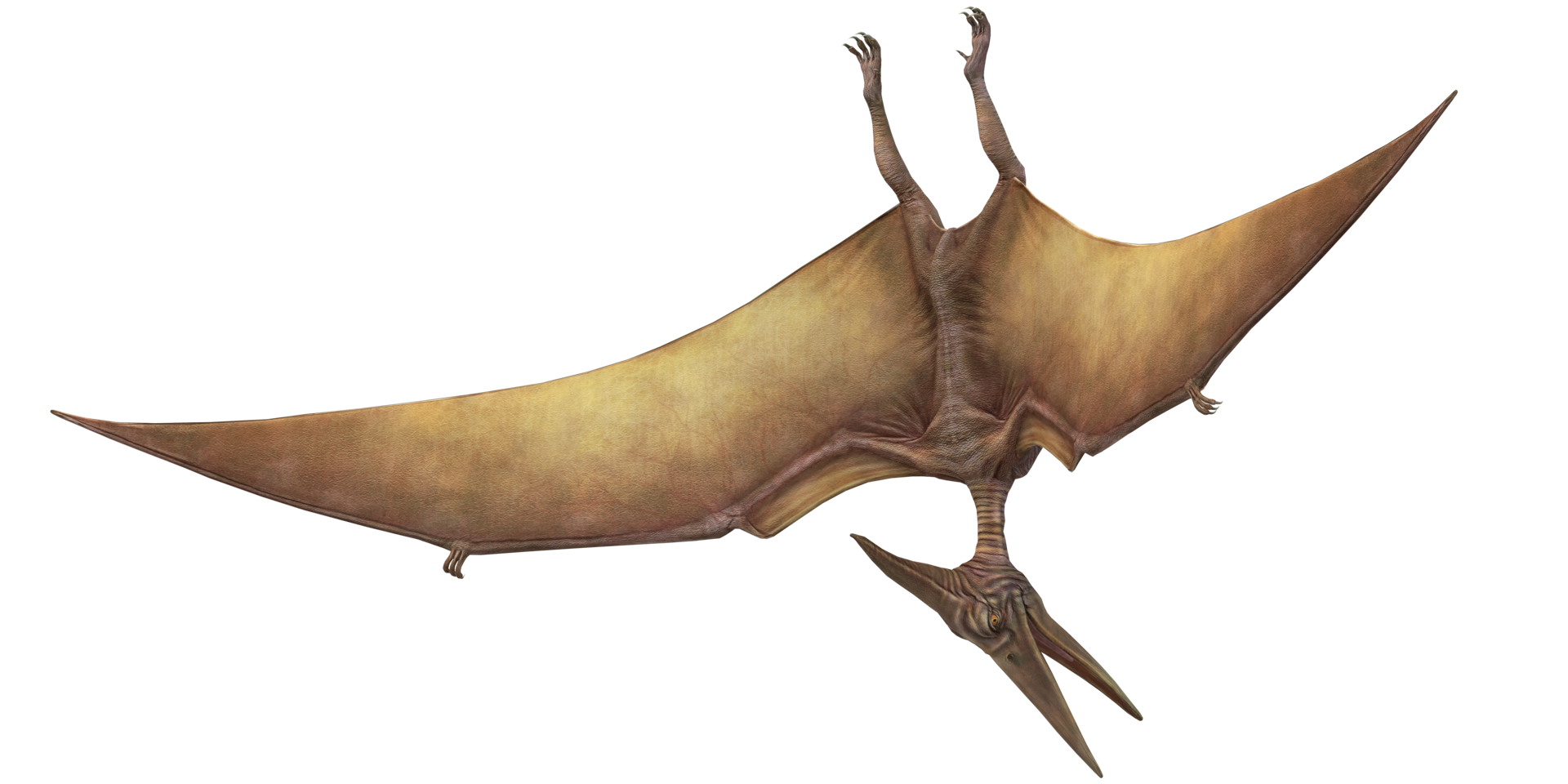 Brown Pterodactyls isolated on a Transparent Background png