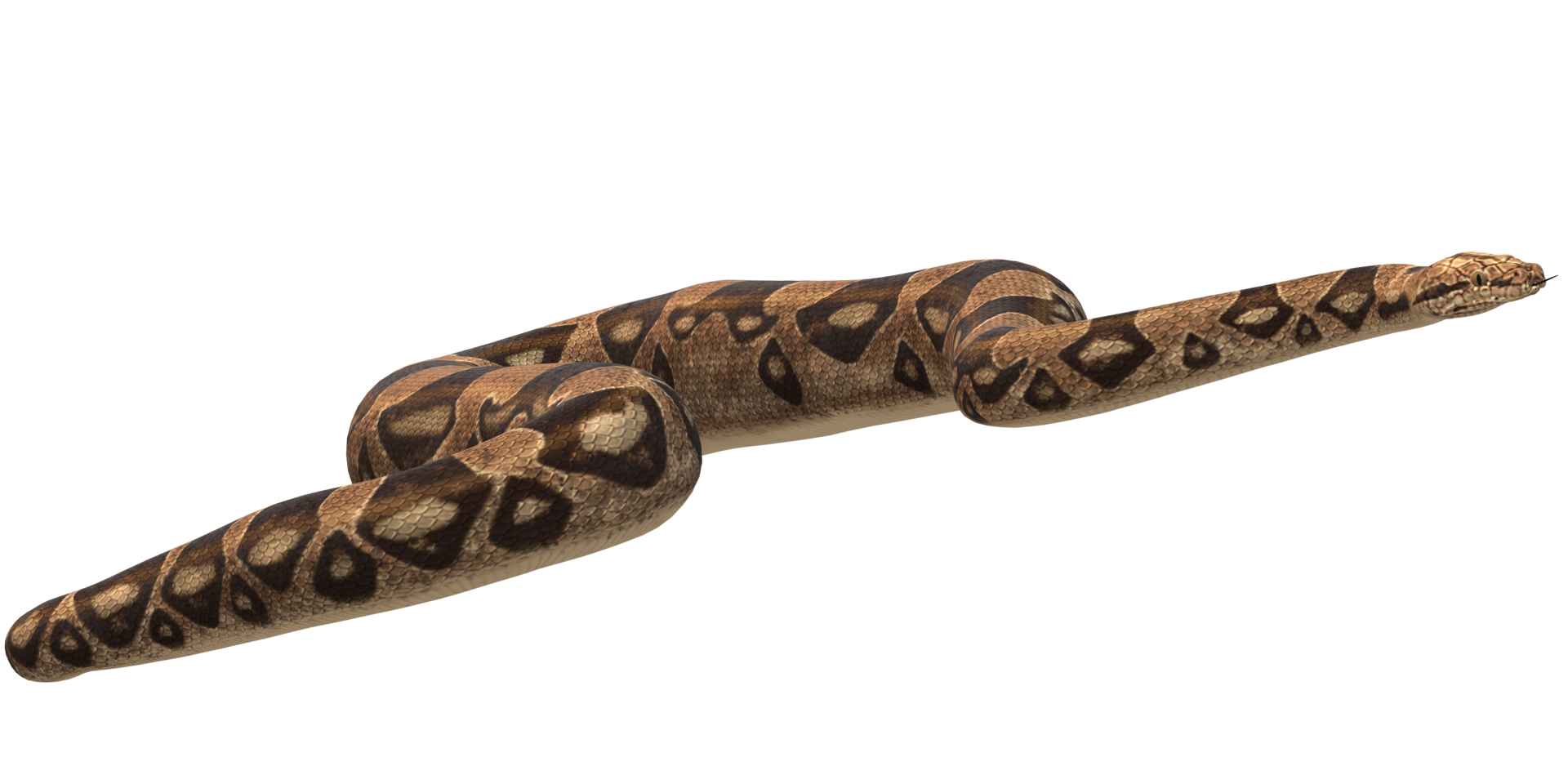 Scale Snake isolated on a Transparent Background png