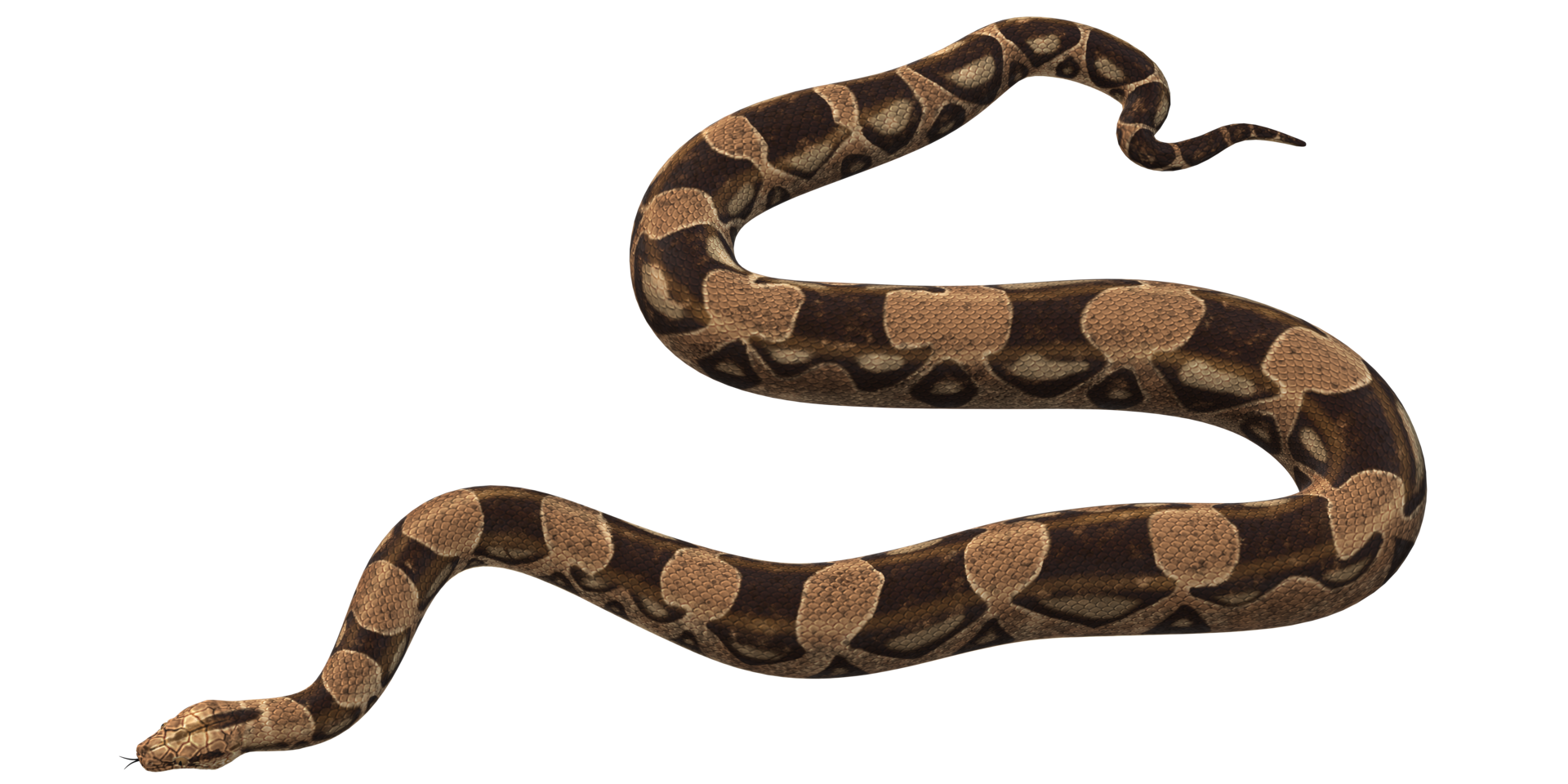 Big Brown Snake isolated on a Transparent Background png