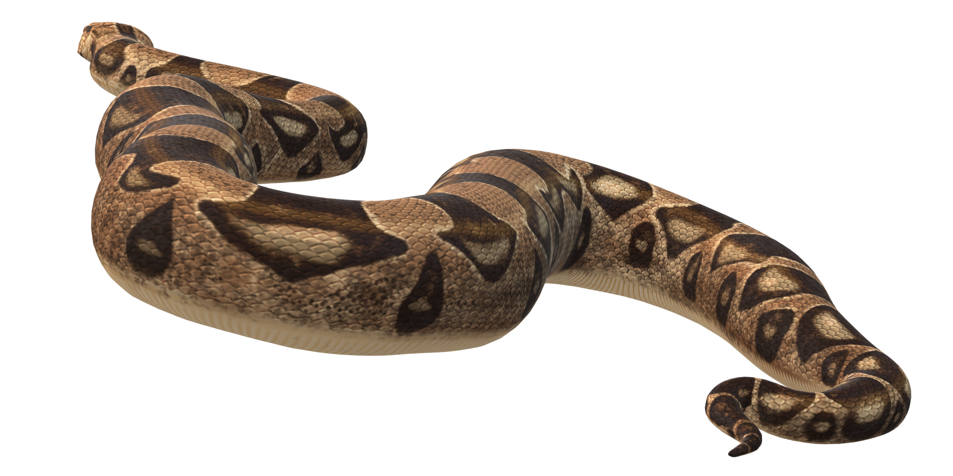 Long Tail Snake isolated on a Transparent Background png