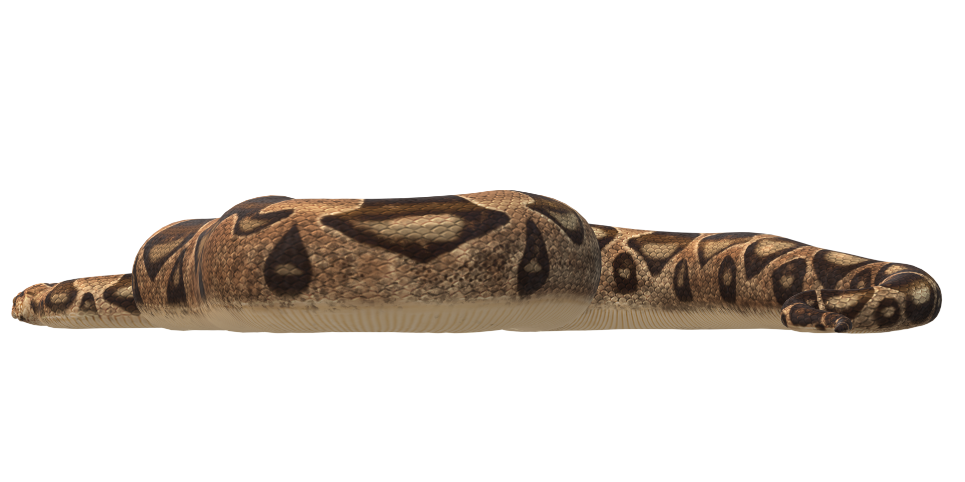 Serpent Snake isolated on a Transparent Background png