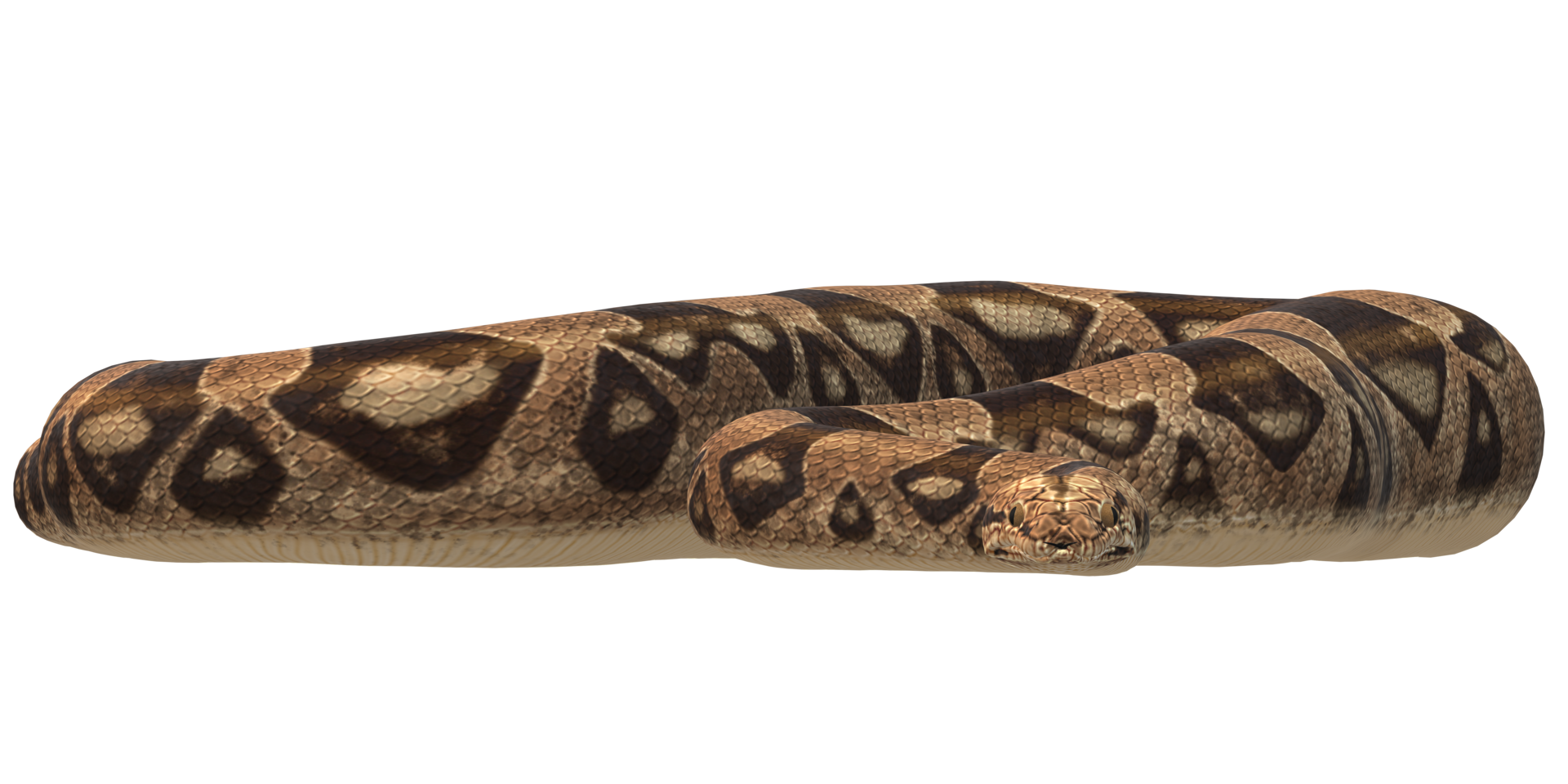 Python Snake isolated on a Transparent Background 50231482 PNG