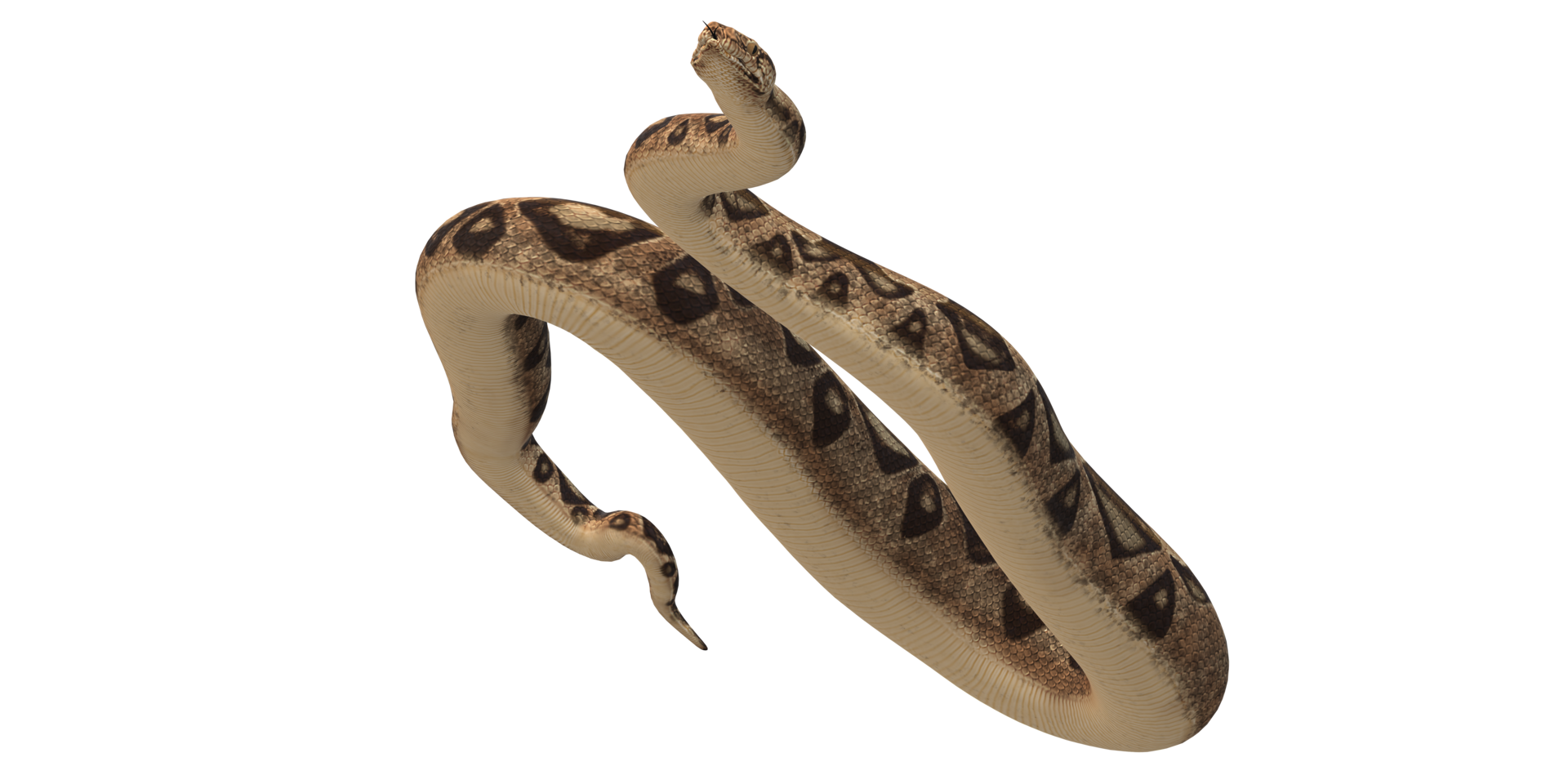 snake in air isolated on a Transparent Background png