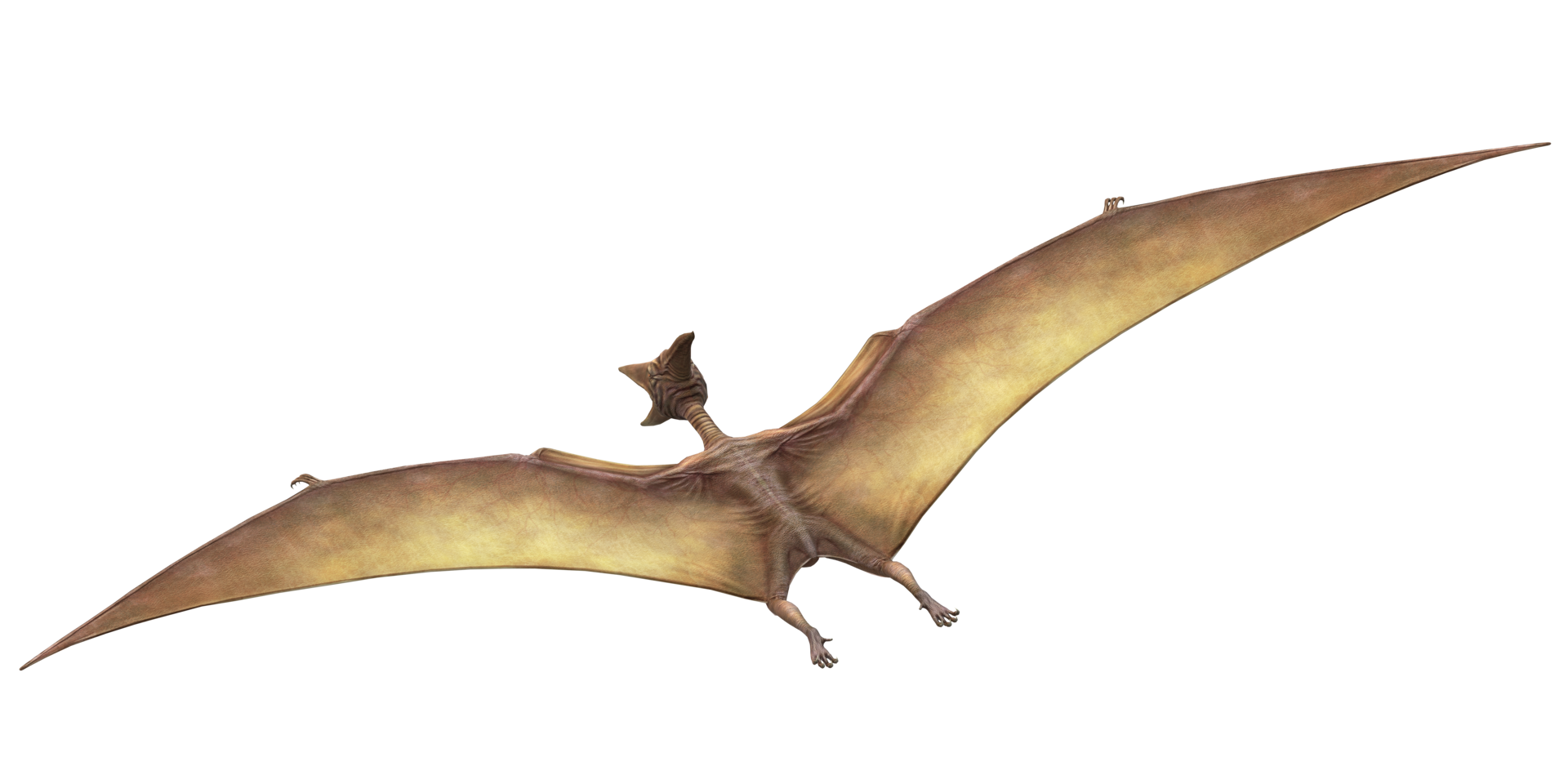 Brown Pterodactyls isolated on a Transparent Background png