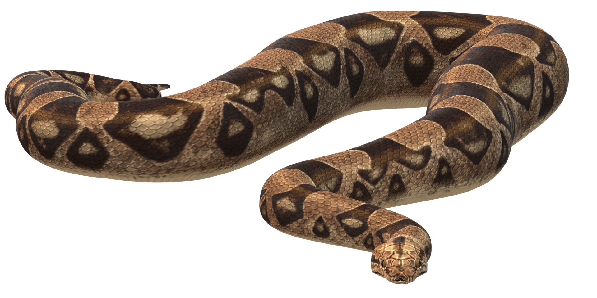 Wild Snake Long Snake isolated on a Transparent Background png