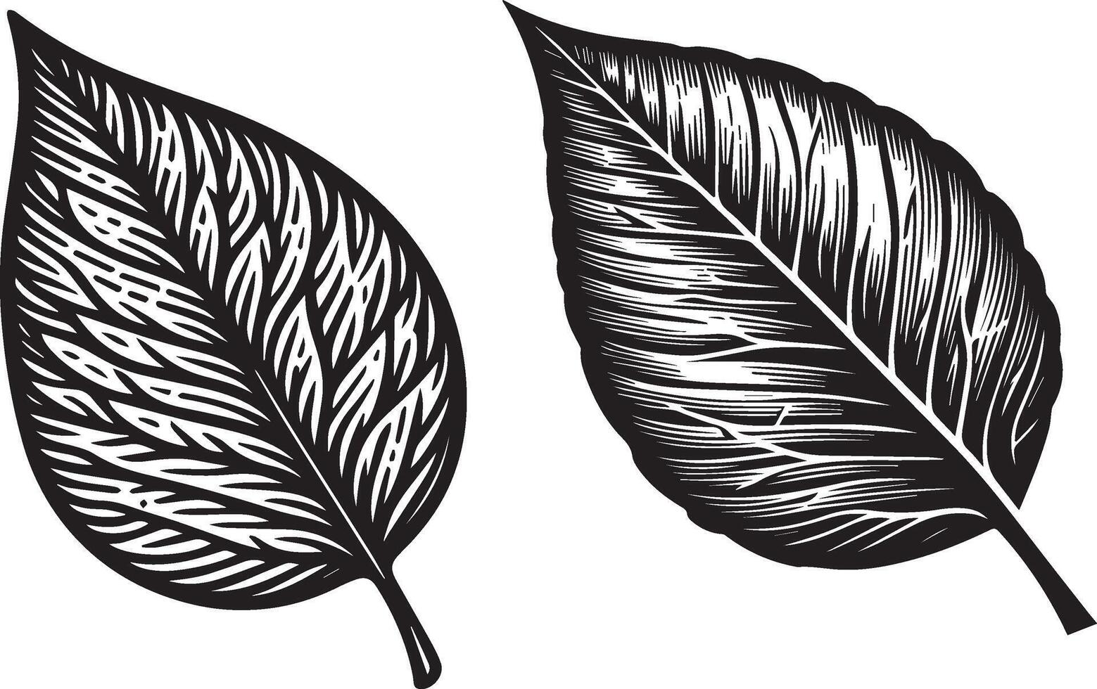two leaves with different textures vector