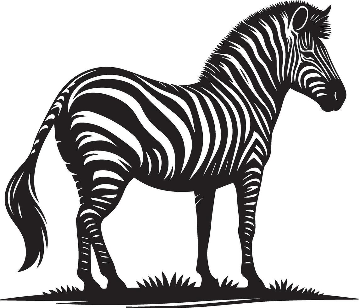 zebra black and white illustration vector